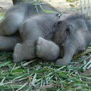 LE BLOG FAIT LA SIESTE