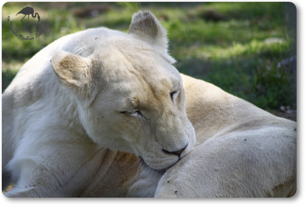 Lionne blanche... (Parc des Félins - Nesles - 77)