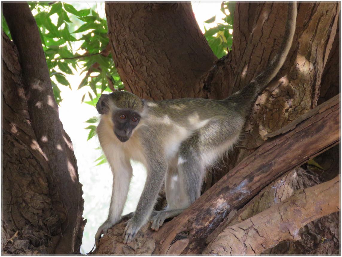 BOUJOUR  LES  SINGES  nov2023