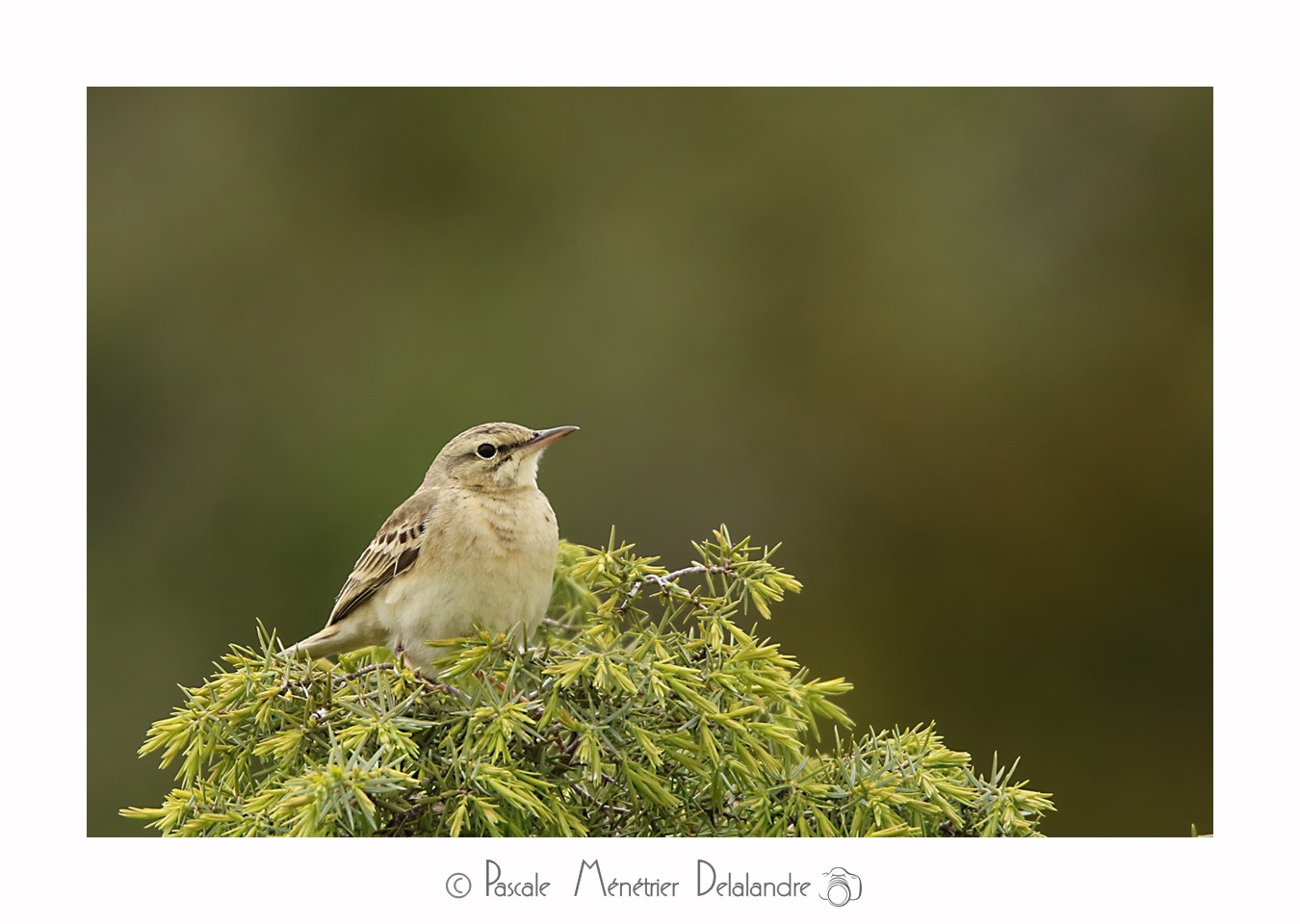 Pipit rousseline