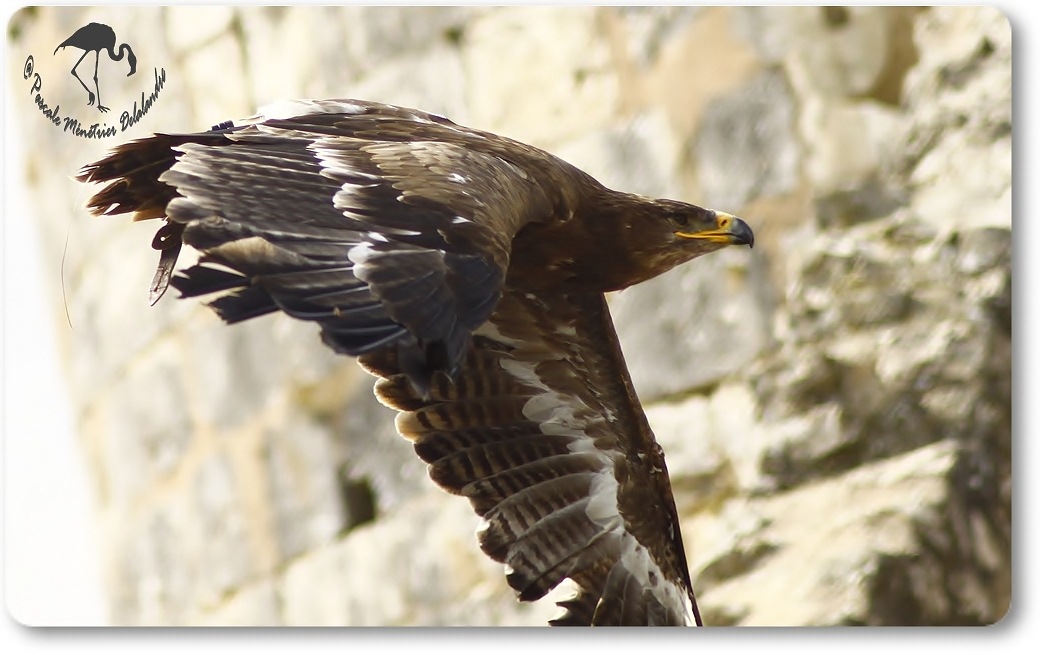 Aigle royal (?) - Décomposé d'une envolée...