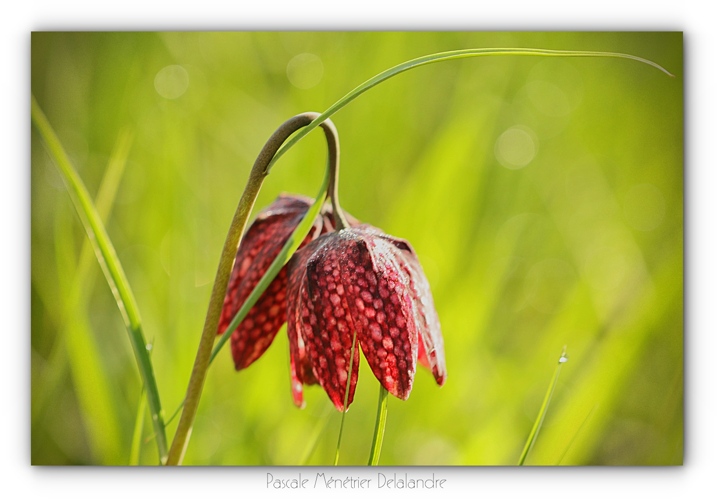 Fritillaires pintades