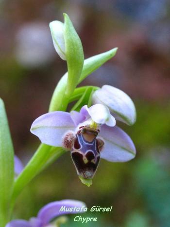(endemic to cyprus) ophrys lapethica -lapta orkidesi- lapithos bee-orchid (2)