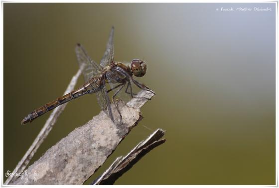 Sympétrum strié ♀ - Sympétrum striolatum