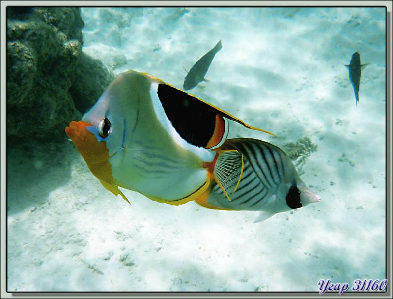 Snorkeling dans le lagon de la pension Raira Lagon : Poisson-papillon à selle noire (Chaetodon ephippium) et Poisson-papillon cocher (Chaetodon auriga) - Rangiroa - Polynésie française