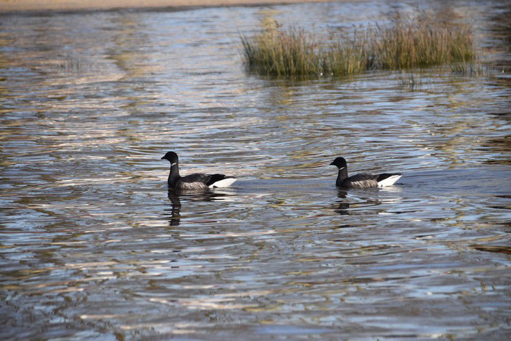 Oies bernaches près de la jetée d'Arès - février 2024...
