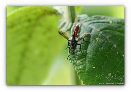 Mouche Cylindromyia bicolor et autres de tous genres