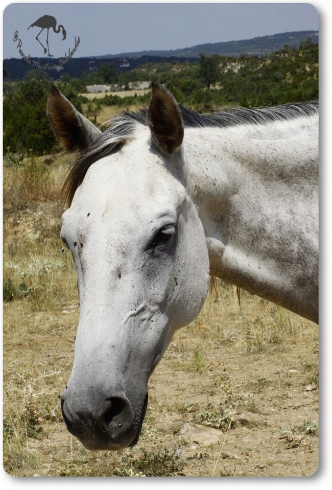 Cheval au Méjean...