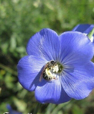 Fleurs cultivées : Lin