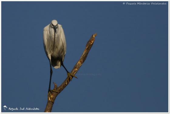 Aigrette garzette