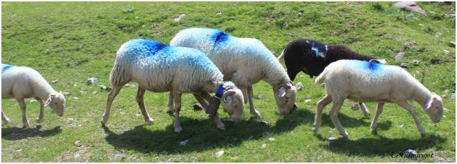 Sur les pentes du Tourmalet