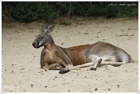 Kangourous