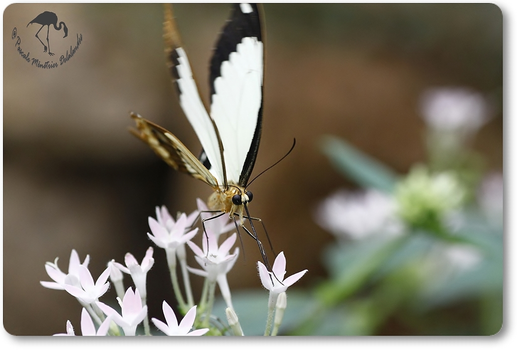 Papillon exotique non identifié...