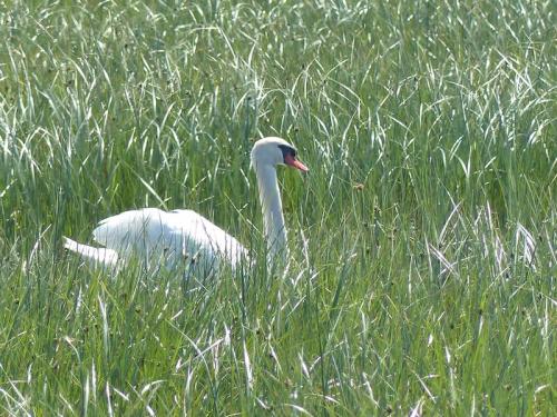 Oiseaux de Camargue