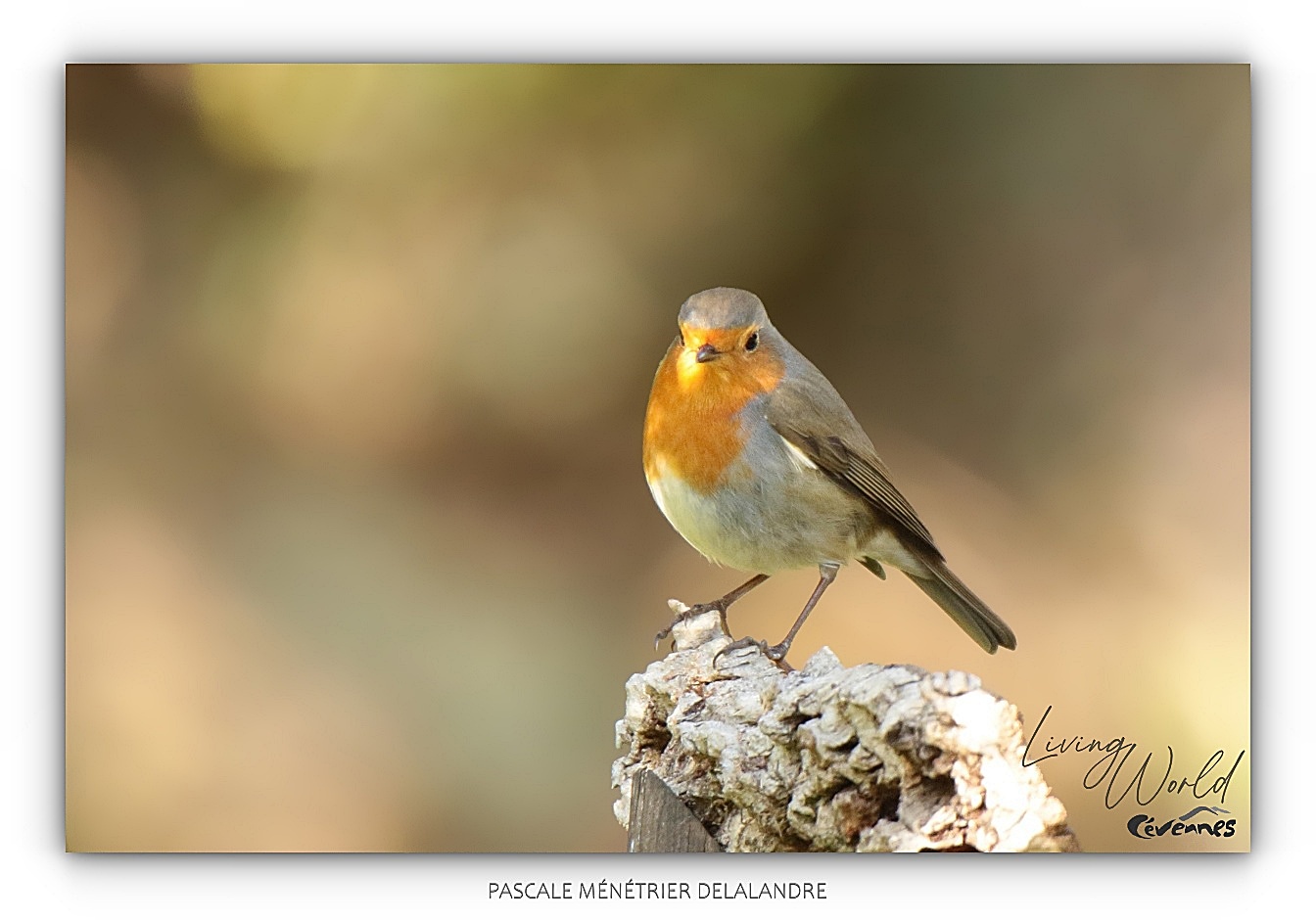 Robin au refuge
