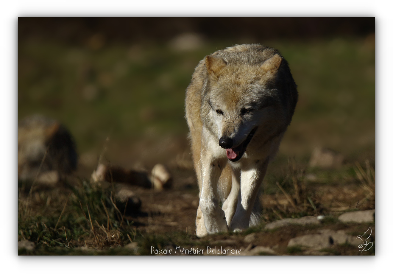 Loup de Sibérie