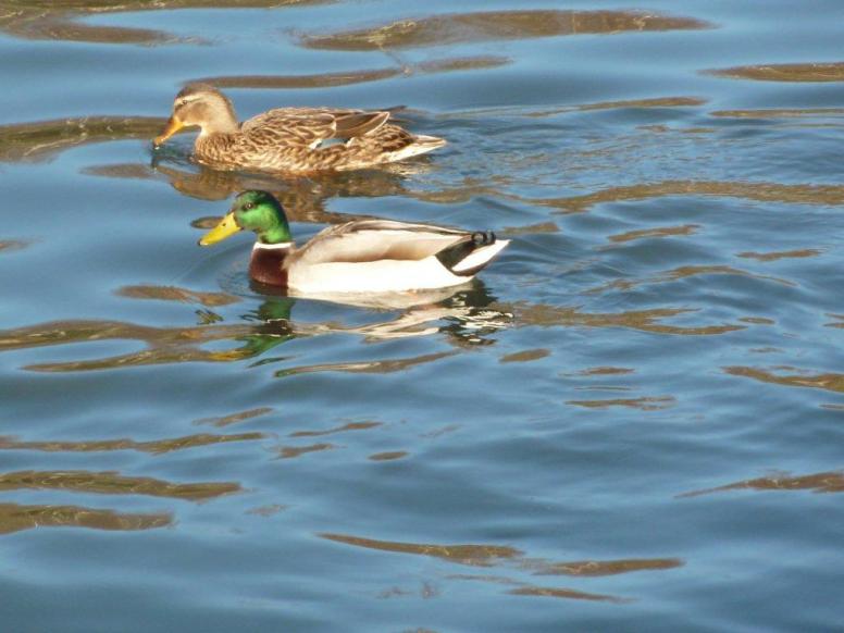 les canards 