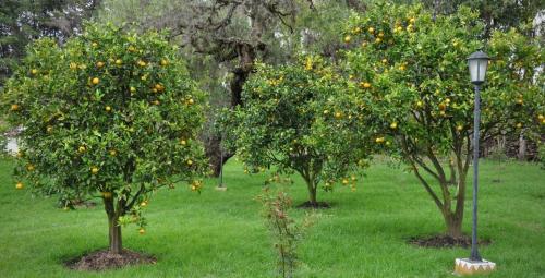 Arbre fruitier  ; Citronnier