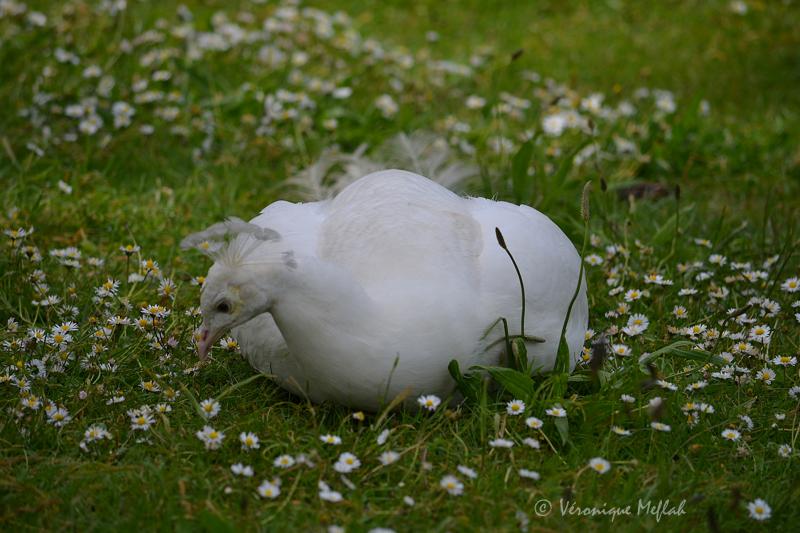 Lac Daumesnil : LE PAON BLANC