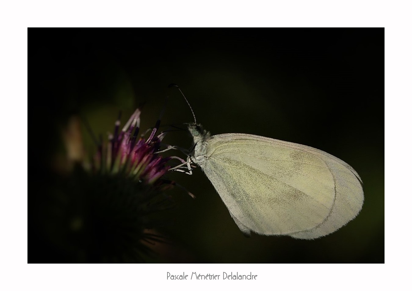 Jeux d'ombre et de lumière sur les Lépidoptères.