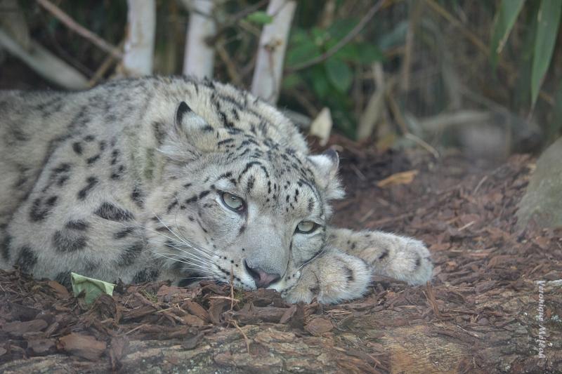 Ménagerie du Jardin des Plantes : Esha et Makalu