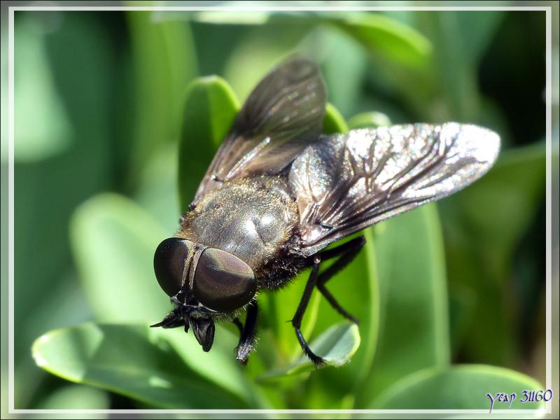 Gros taon femelle (Tabanus sp.) - Lartigau - Milhas - 31