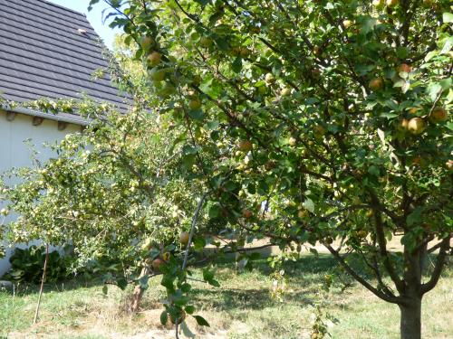 Les dernières heures du jardin....