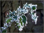 Yule