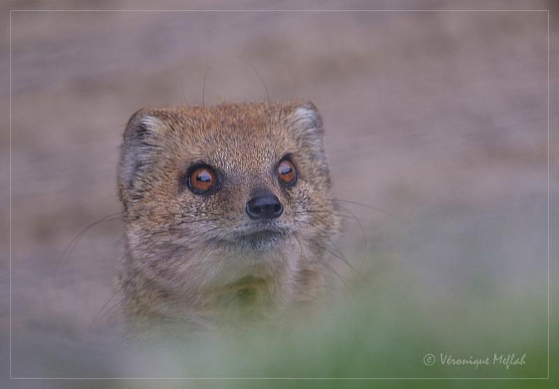La Ménagerie, le zoo du Jardin des Plantes : Portraits de Mangouste Fauve