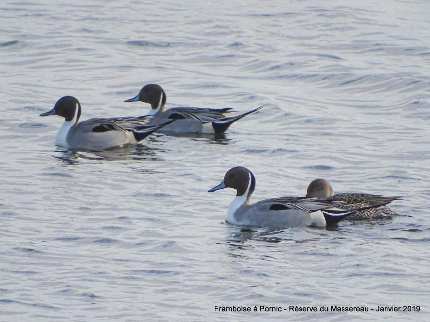 Oiseaux de la réserve du Massereau - Migron  - 2019 