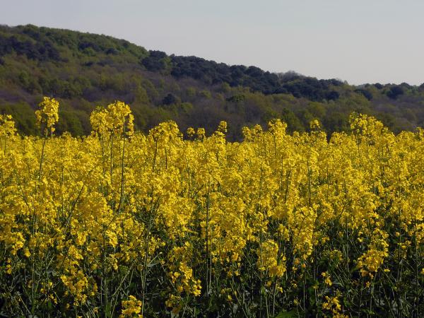 Symphonie en bleu et jaune avec Générations 13