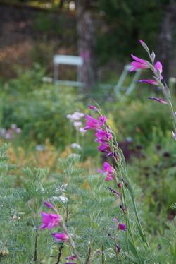 le jardin se fait romantique