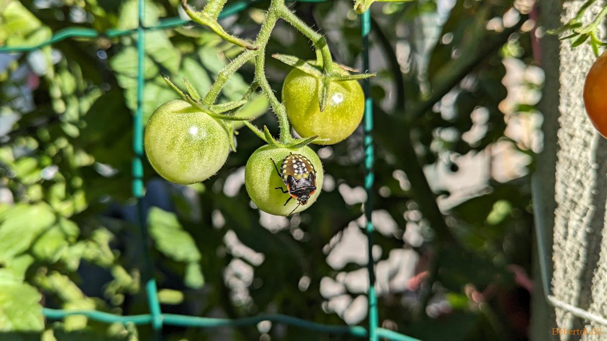 photos plaisir dans le jardin