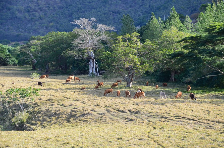 caledonie bourail la foa poe schnoebelen