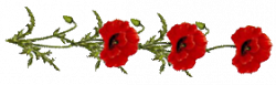 Coquelicots