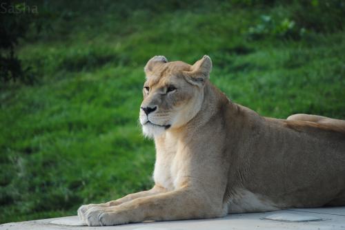 2 - Lion (femelle).