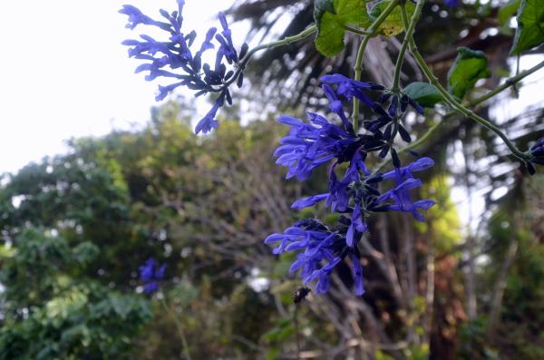 Circuit en étoile à Madère : Visite de Funchal