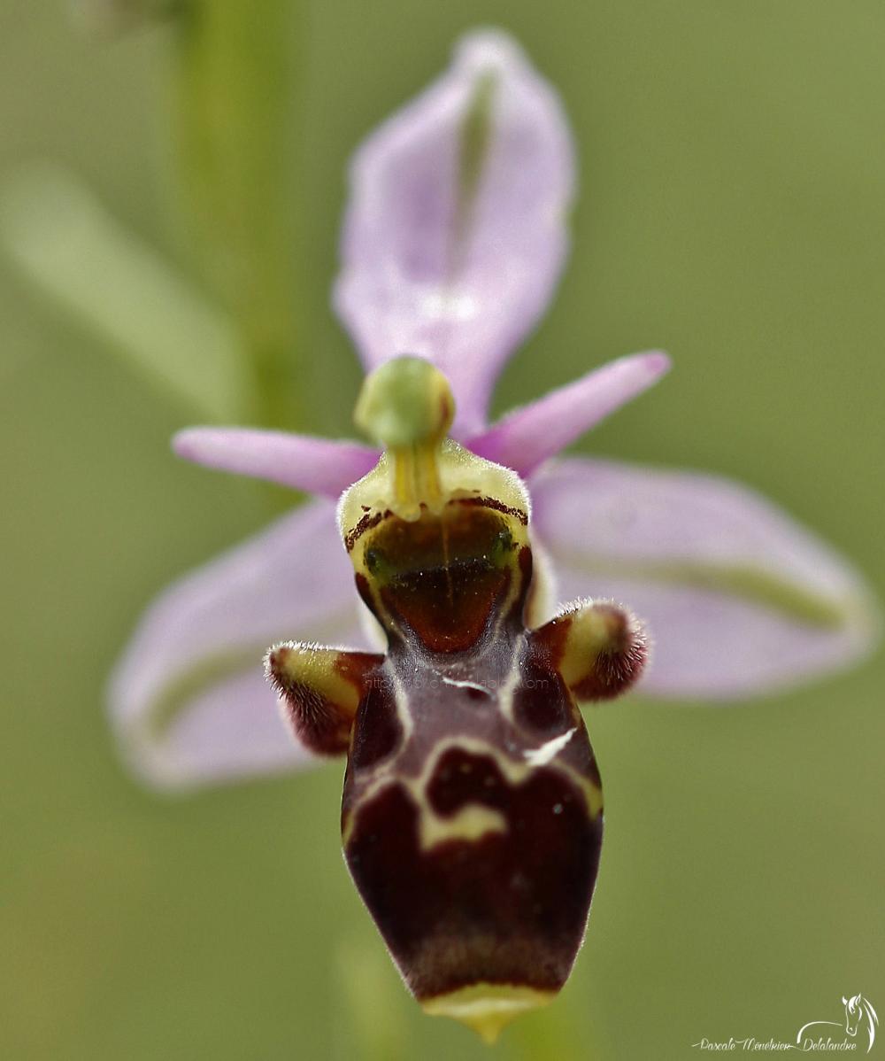 Ophrys bécasse