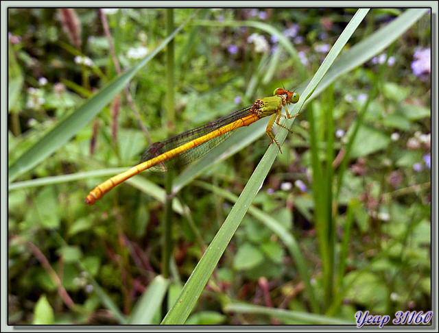 Blog de images-du-pays-des-ours : Images du Pays des Ours (et d'ailleurs ...), Demoiselle - Parc National de Chitwan - Teraï - Népal