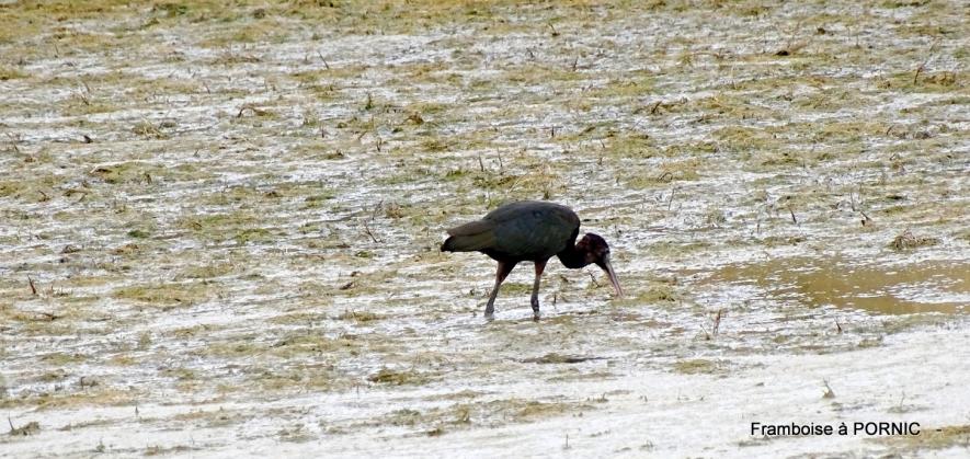 Ibis falcinelle dans le marais breton - juillet 2022