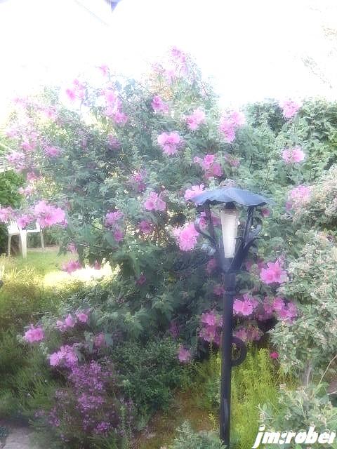 l'environnement,bienvenue dans mon jardin 