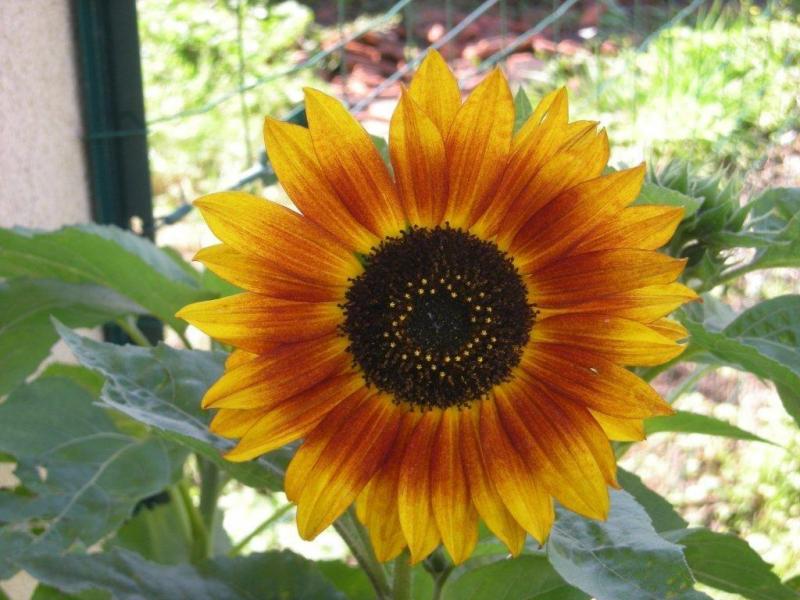 Le fleur d'or du petit jardin ....