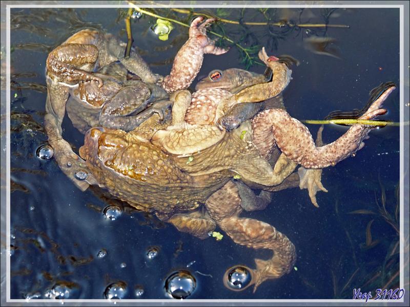 Parties de papattes en l'air chez les Crapauds communs (Bufo bufo) - Lartigau - Milhas - 31