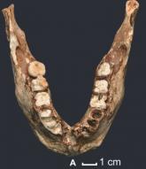 8 - L'expansion des Homo sapiens