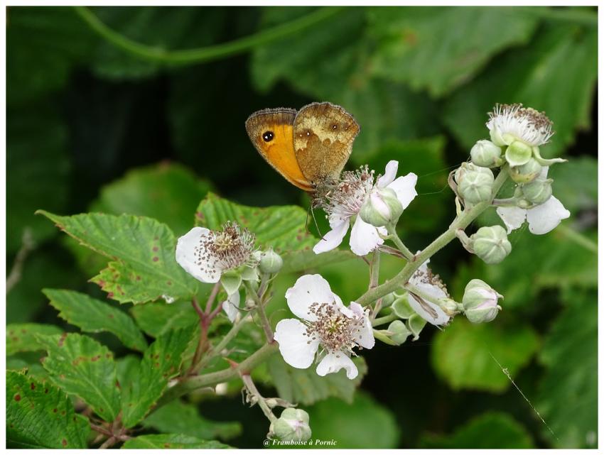 Papillon myrtil