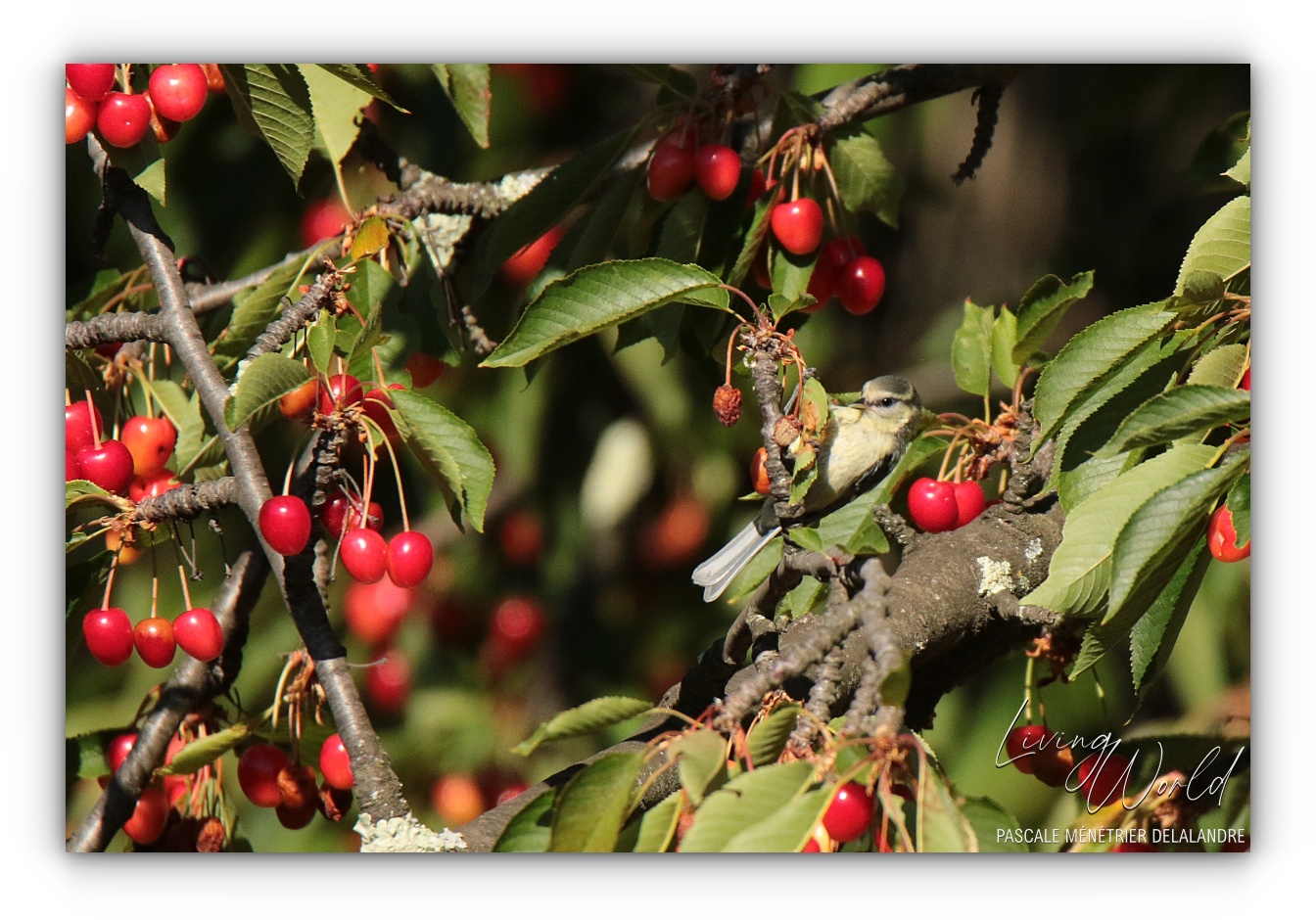 Le temps du partage des Cerises...