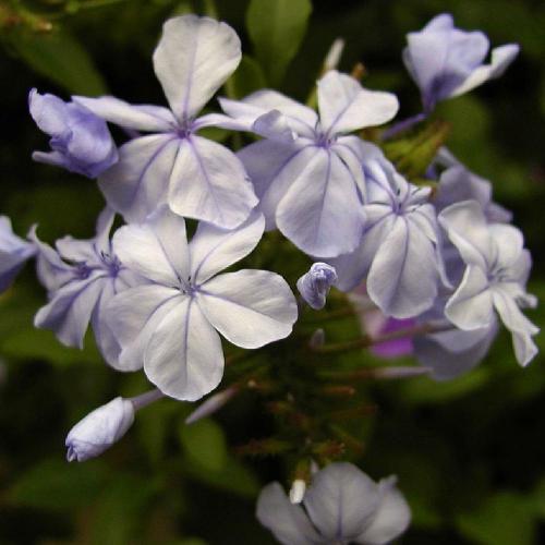 Fleurs cultivées : Plumbago