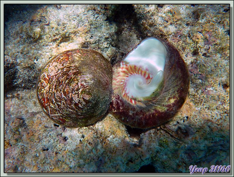 Snorkeling dans le lagon de la pension Raira Lagon : Troques nacriers ou Trocas - Rangiroa - Polynésie française