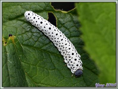 Fausse-chenille : larve de mouche tenthrède (Tenthredo scrophulariae) - Lartigau - Milhas - 31