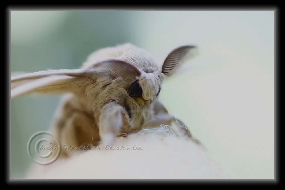 Naissance de mes deux premiers Bombyx du Mûrier...